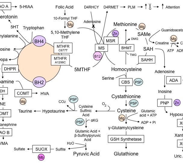 Methylation-Pathways